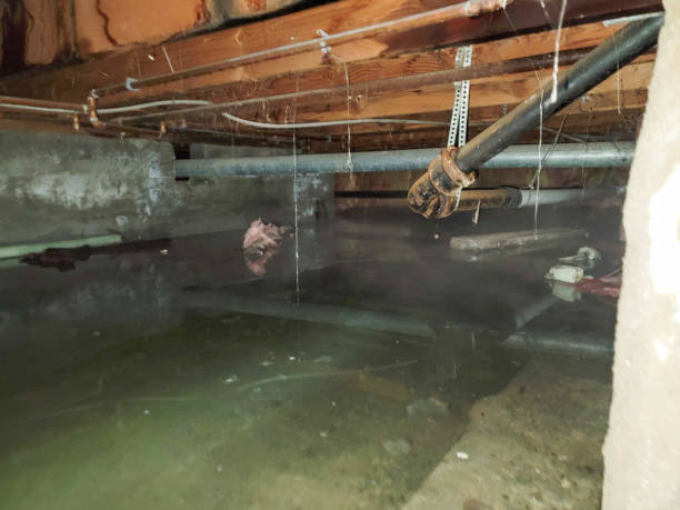 Best Mold removal after water damage  in Camp Verde, AZ